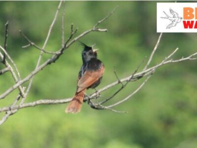 Birdwatch: Crested bunting, the ‘Yuvaraaj’ found in lower foothills
