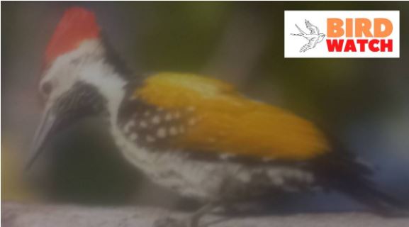 Birdwatch: Black-rumped Flameback’s repeated knocks on dry trees gives a musical experience
